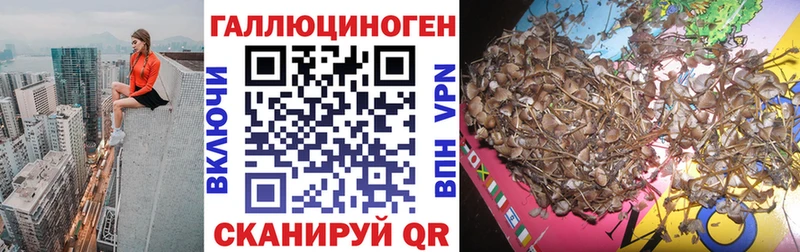 blacksprut tor  Всеволожск  Галлюциногенные грибы Psilocybe 